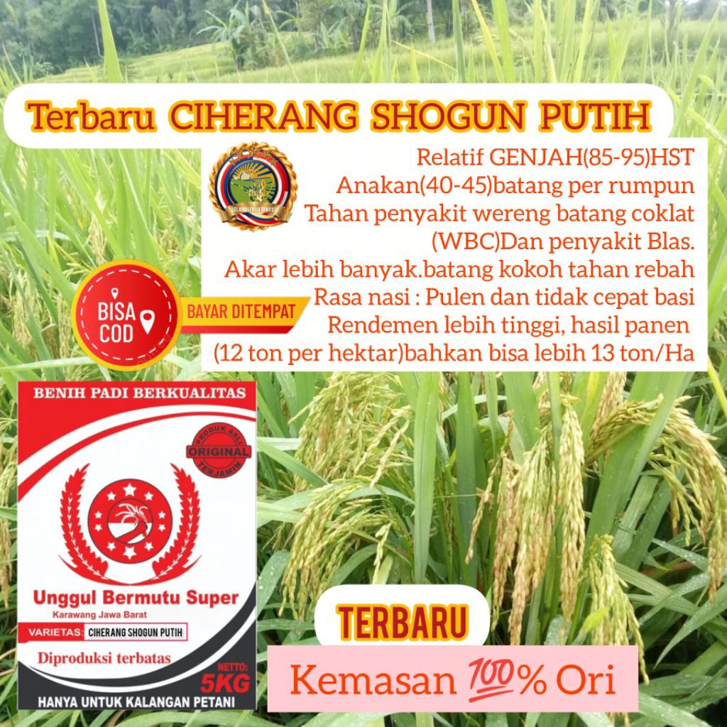 BENIH PADI CIHERANG SHOGUN PUTIH 5Kg UNGGUL AKAR BANYAK ANTI REBAHAN