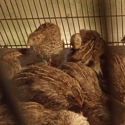 DOQ Puyuh Betina Petelur Usia 1 Hari - Anak Burung Puyuh Petelur