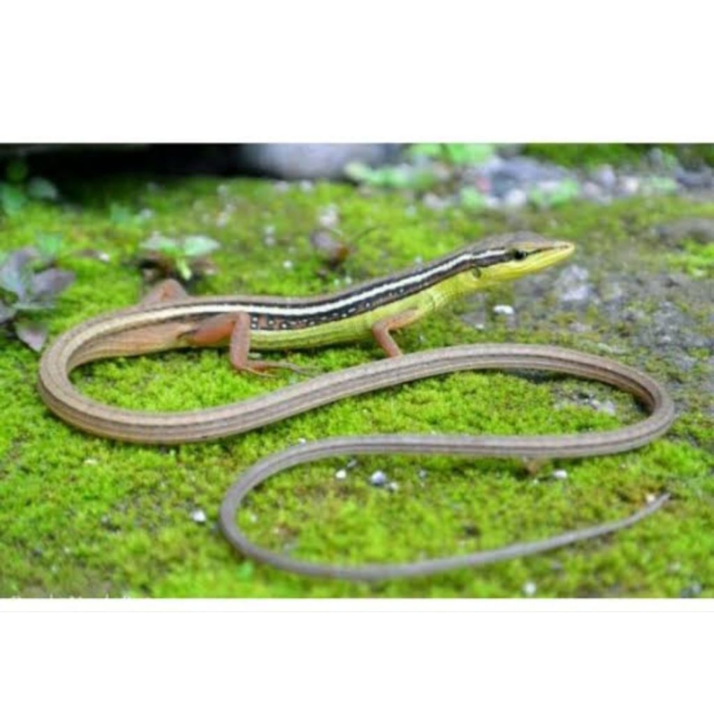 kadal rumput ekor panjang Takydromus sexlineatus