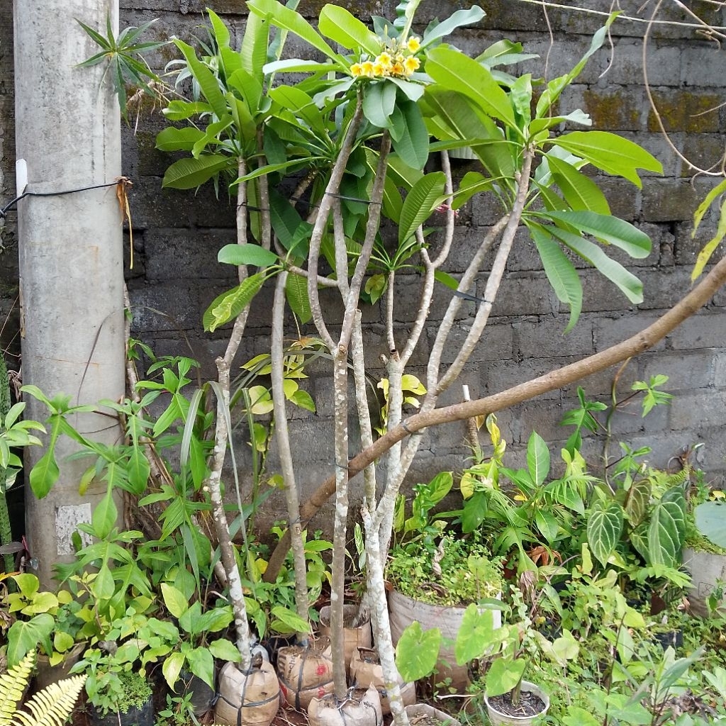 Pohon Kamboja Bali tinggi 1,5 meter bunga kuning