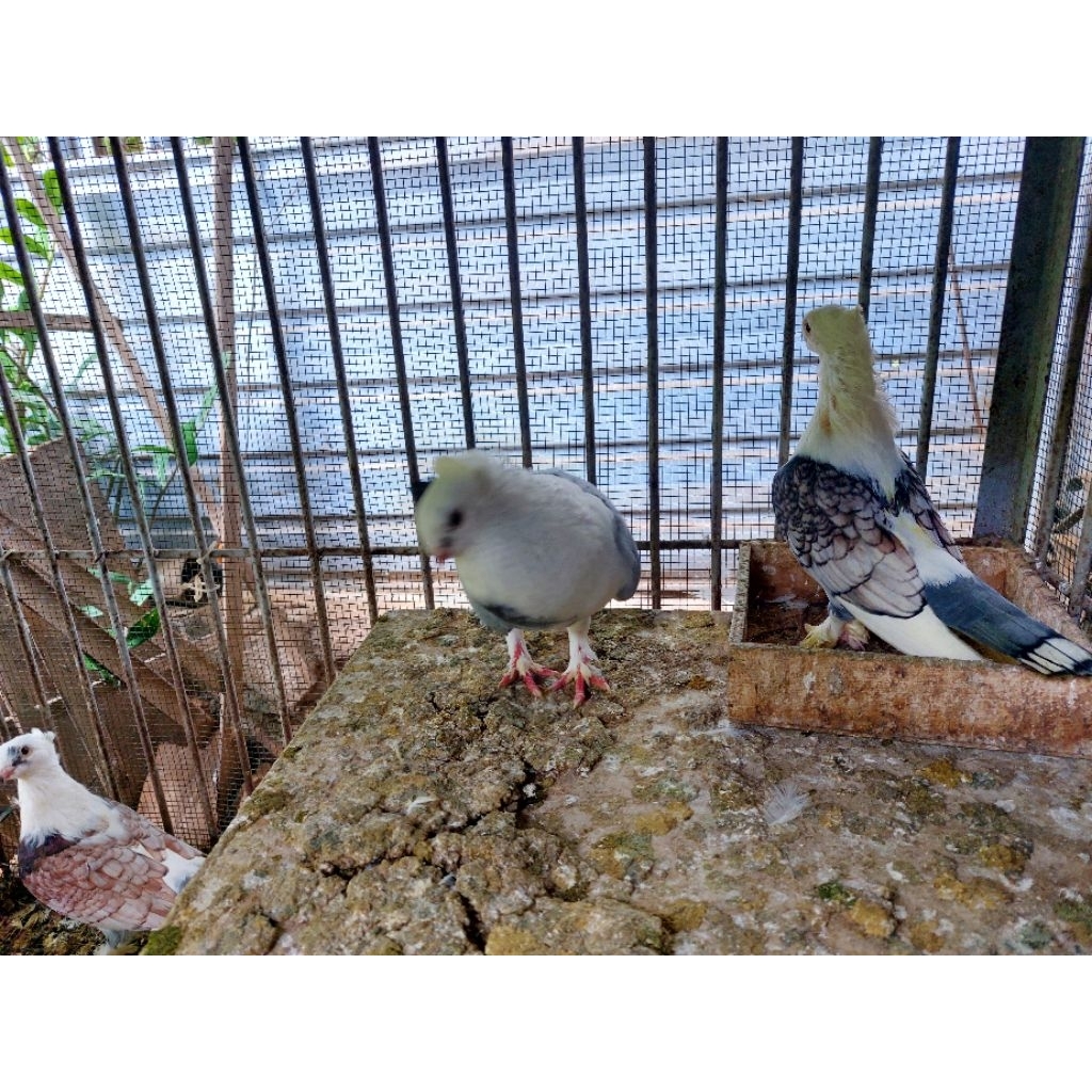 merpati santinet indukan sudah produksi harga per pasang (2 ekor)