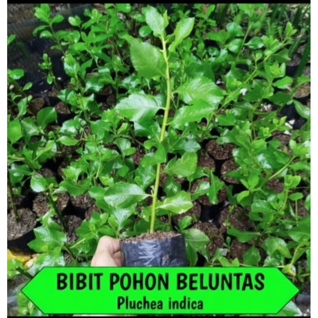 POHON BELUNTAS Bibit Pohon Beluntas Siap Tanam Pohon Obat Herbal