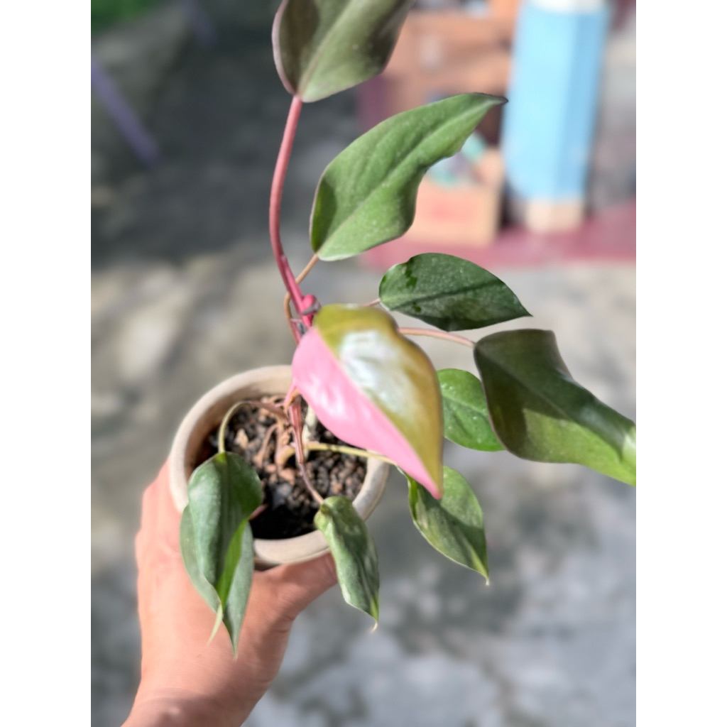 Philodendron Pink Princess
