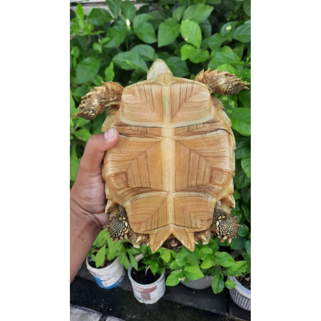 boneka sulcata 20cm