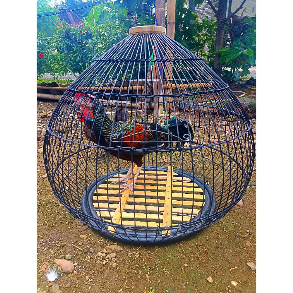 sangkar ayam hutan kandang ayam hutan sangkar kabel wifi sangkar ayam hutan hijau sangkar ayam hutan