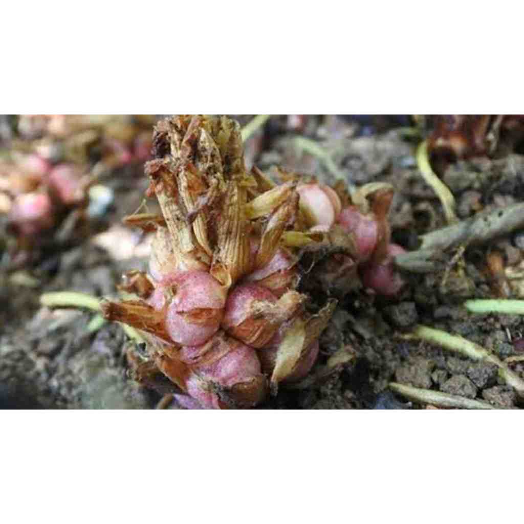 Kapulaga/Kapol Basah Fres