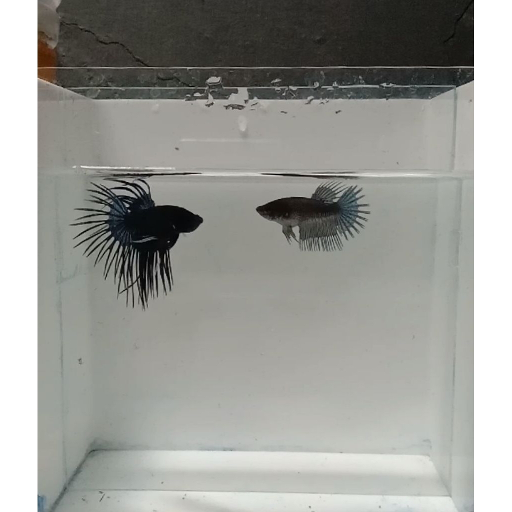 READY BARU MURAH, ikan cupang crowntail / serit / ct kontes SNI , rijek bekas kontes khusus buat ter