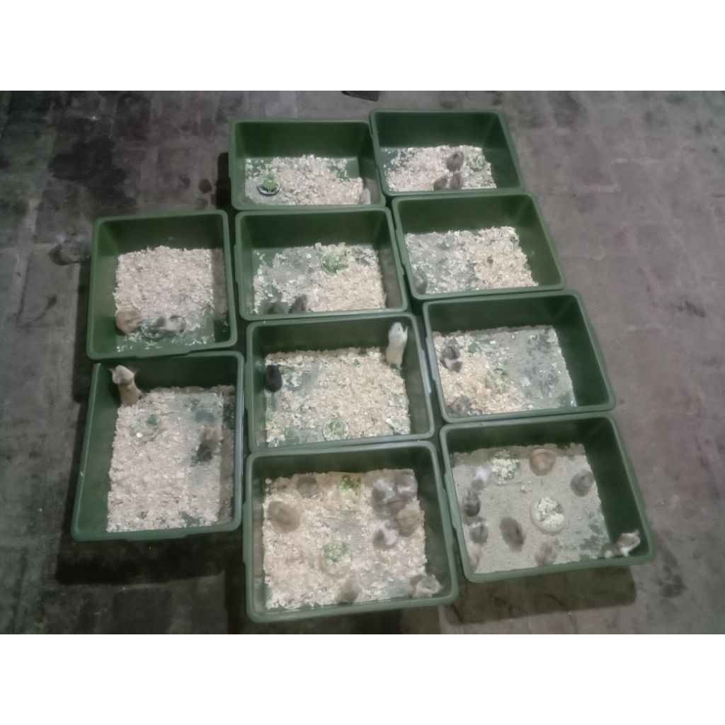 ReadyMainan Anabul Hamster anakan