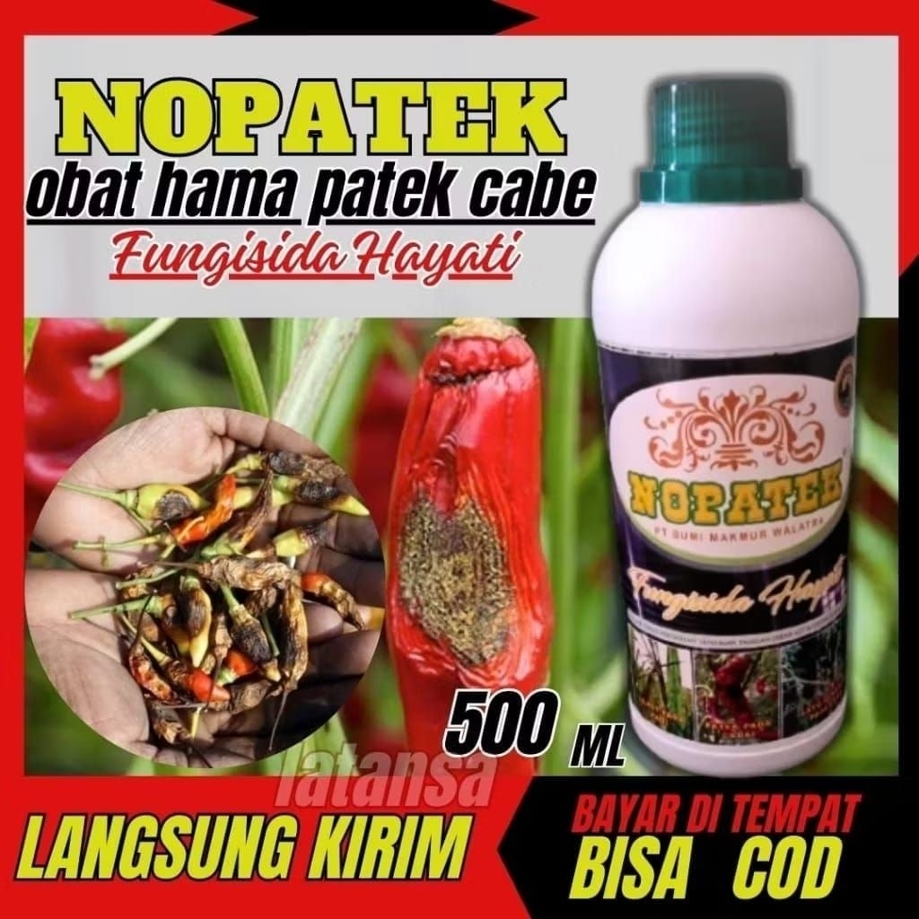 Nopatek obat hama patek cabe