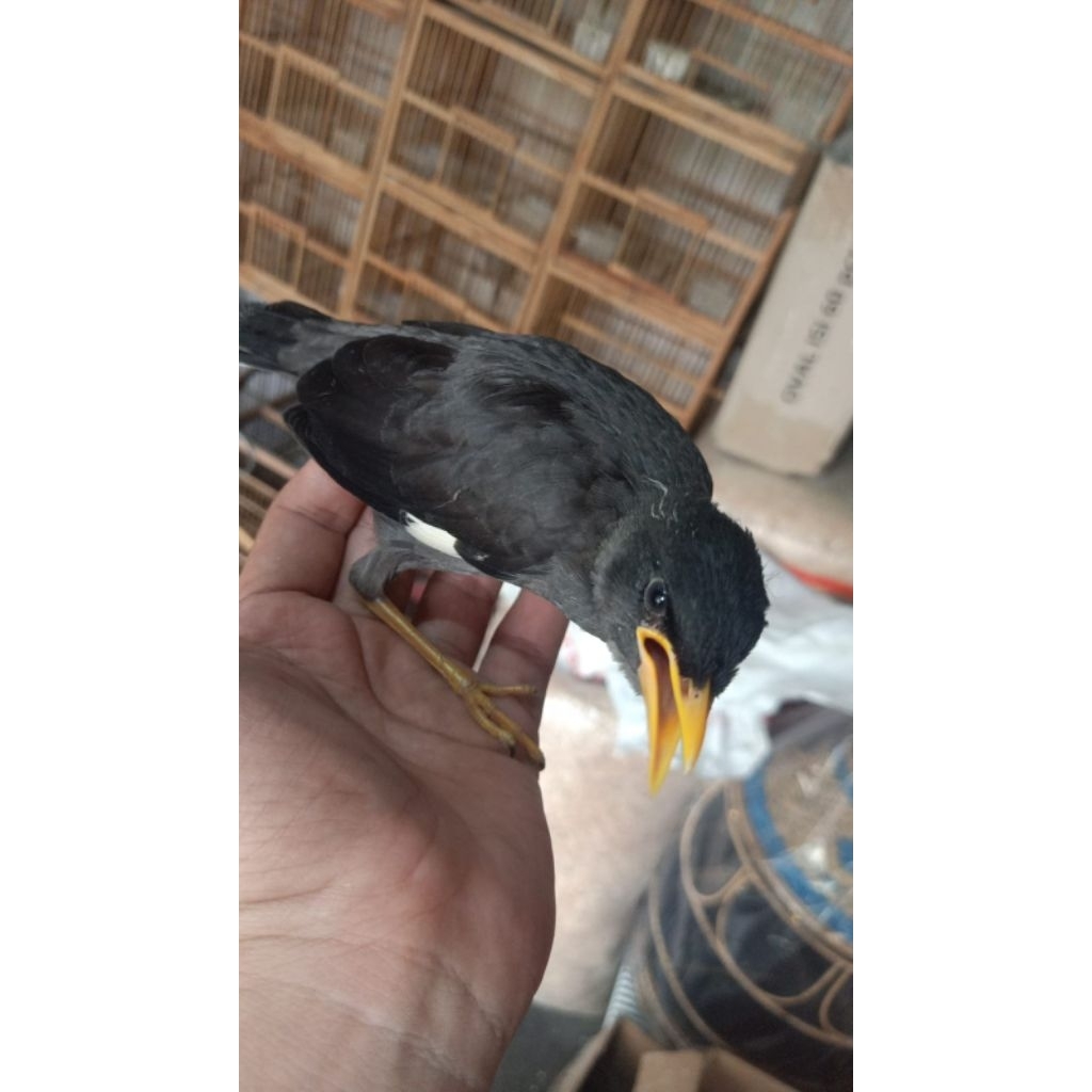 Anakan Lolohan Jalak Kebo Jinak