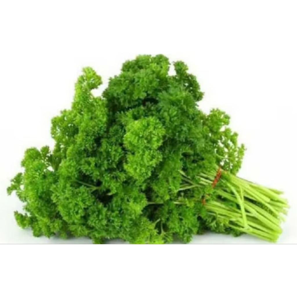 Daun Parsley Daun Peterseli segar