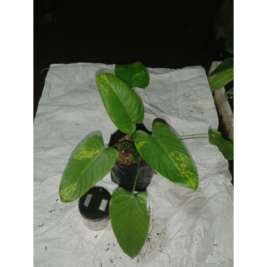 Homalomena SP lereng Semeru varigata Kuning