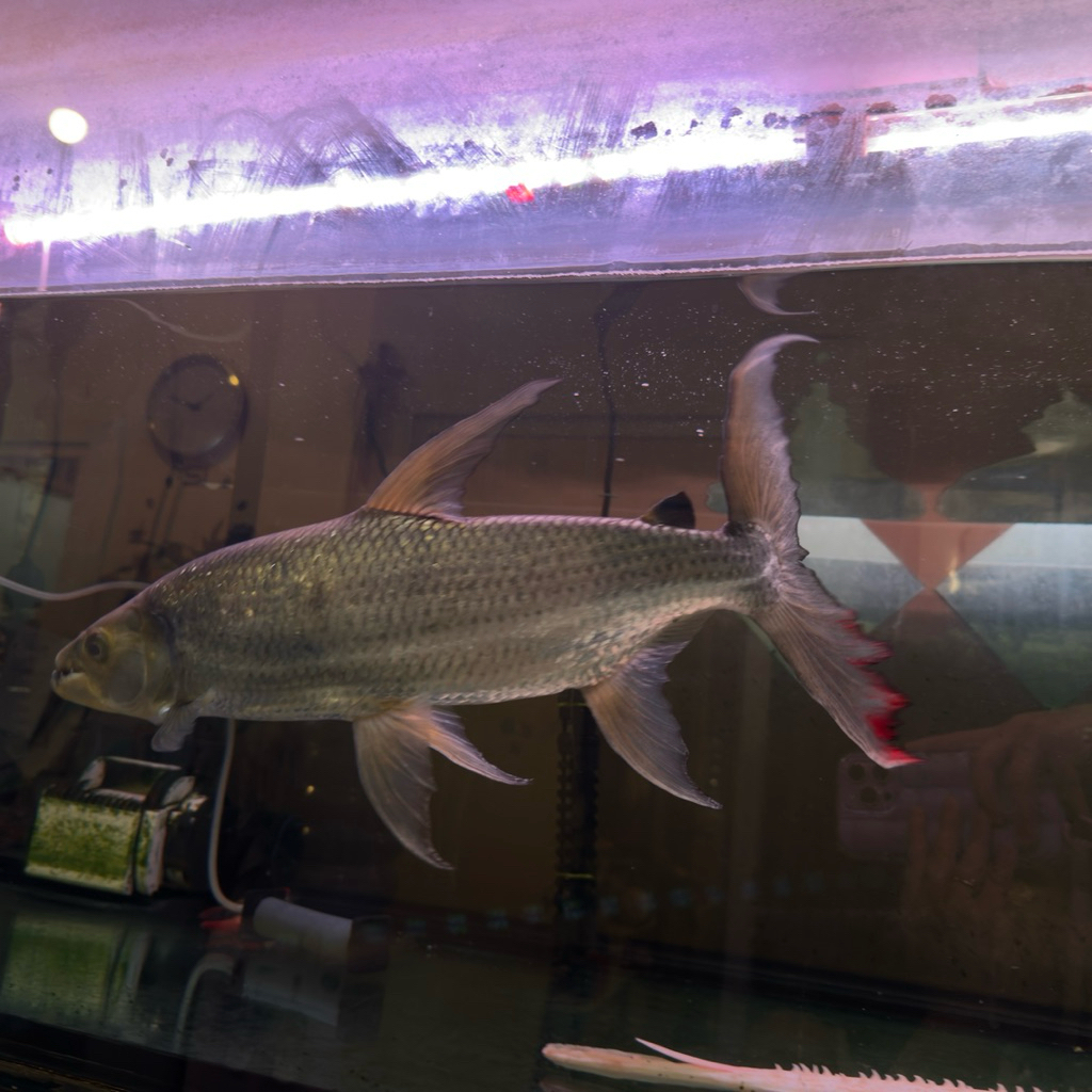 goliath tiger fish 70cm