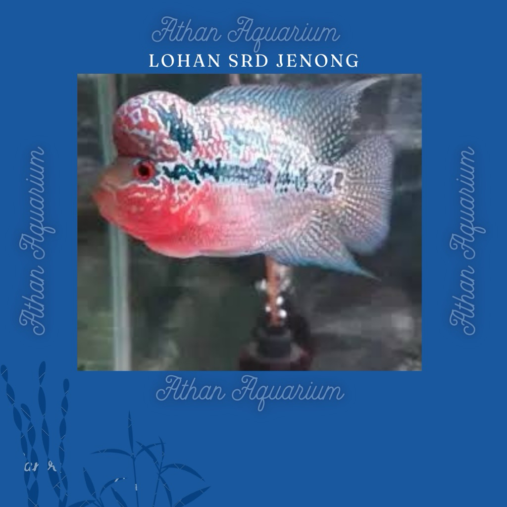 Louhan/Lohan SRD(Super Red Dragon) (JENONG) size sedang/Medium ke Besar ukuran 10-14cm