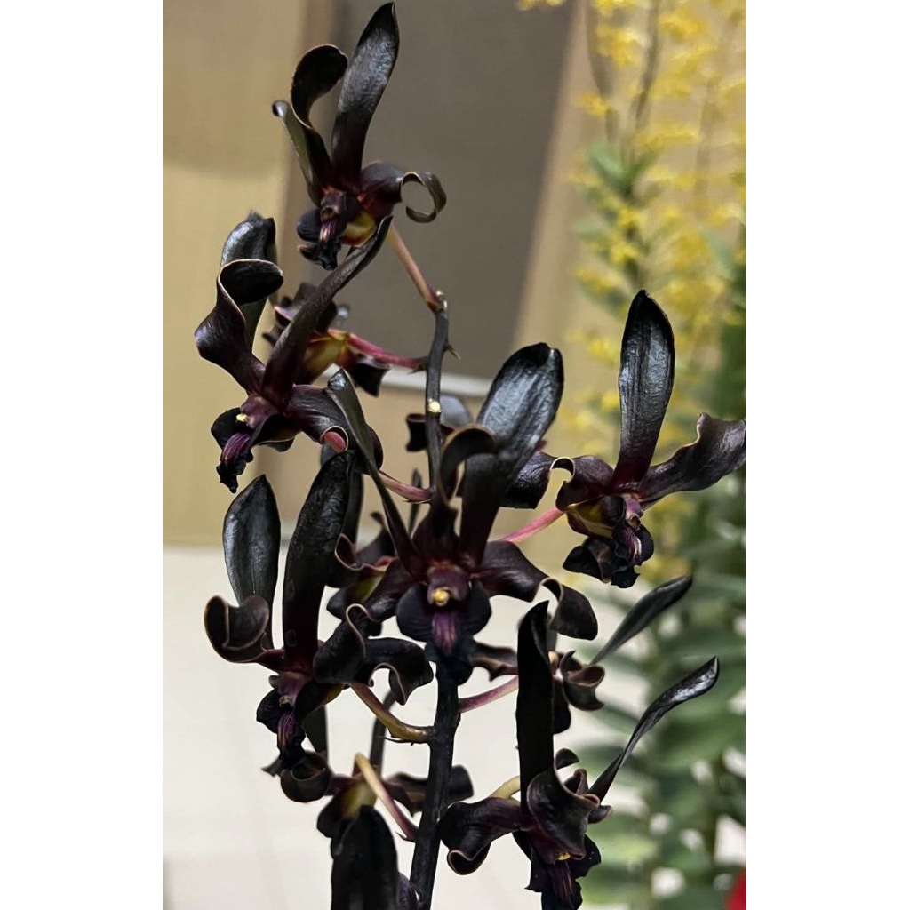 PROMO 2026 ANGGREK HITAM Pra Dewasa