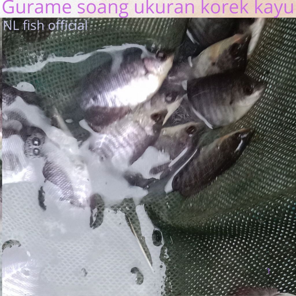 Bibit Ikan Gurame Soang paket 100  Ekor Ukuran Korek Kayu