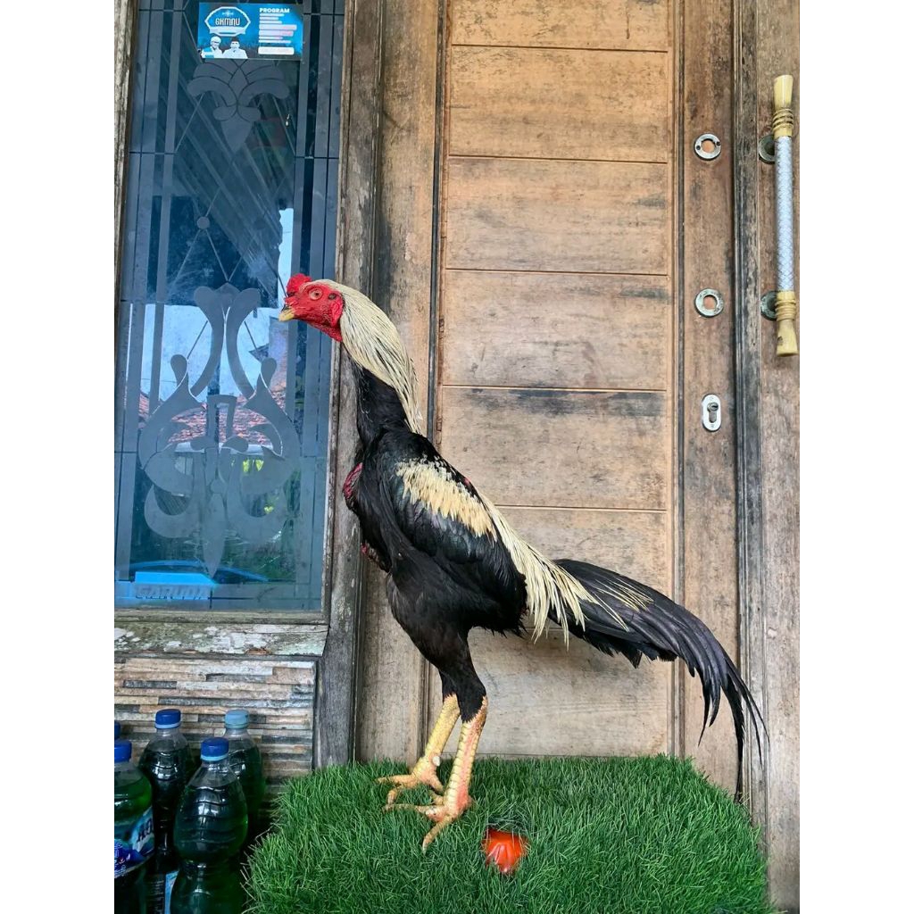 Telur Ayam bangkok petarung Original - Super Segar, Siap Ditetaskan, Fertil