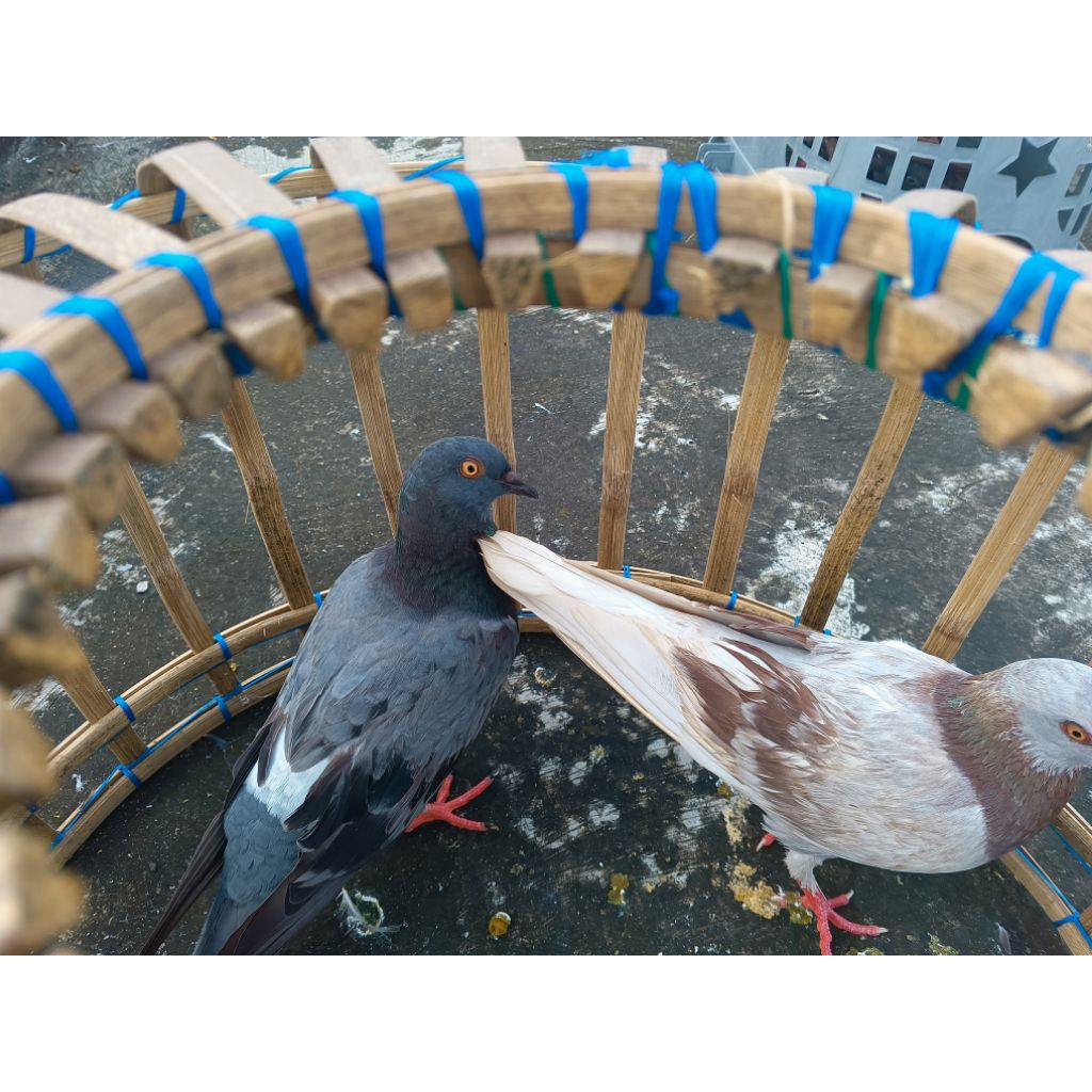 burung dara giring mangkat