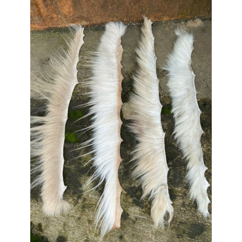 rambut kuda putih suri panjang  20 cm an