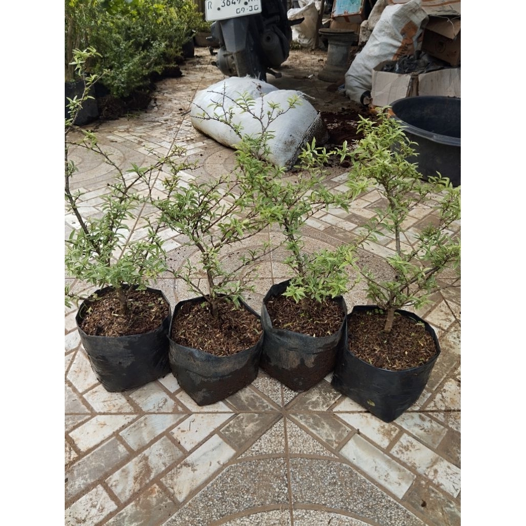 bonsai anting putri mikro varigata anting putri langka