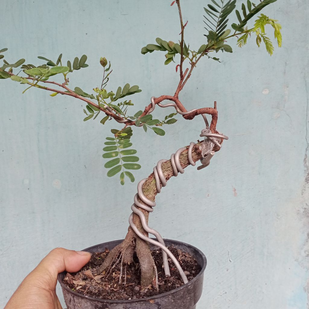 bahan bonsai asem jawa