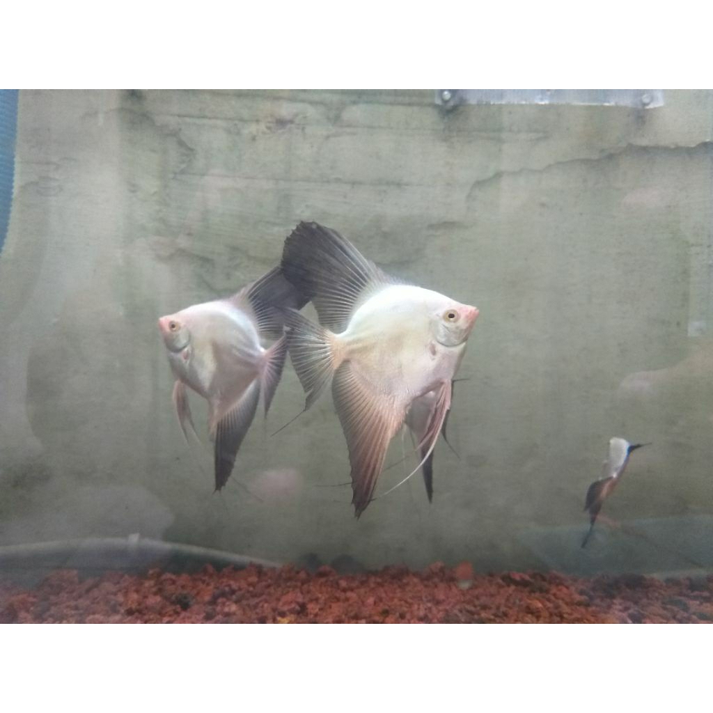 INSTANT Ikan Hias Manfish Angelfish Bsp Bulgarian Seal Point Indukan Muda