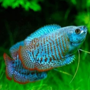 Sepat ralis | ikan hias air tawar / Aquascape aquarium Sepat ralis | ikan hias aquascape