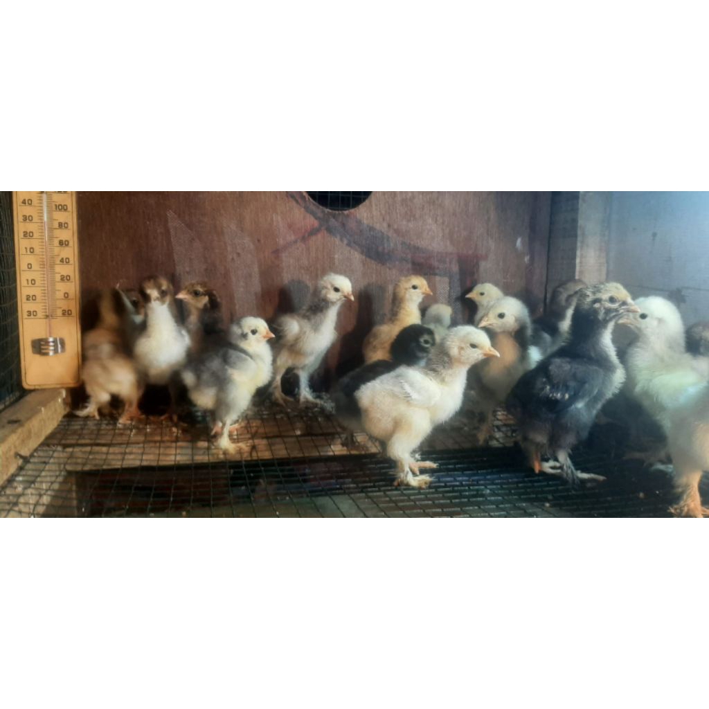 Ayam Hias Brahma Hidup - Bibit Ayam Brahma - Brahma kecil - Anakan Ayam Hias brahma