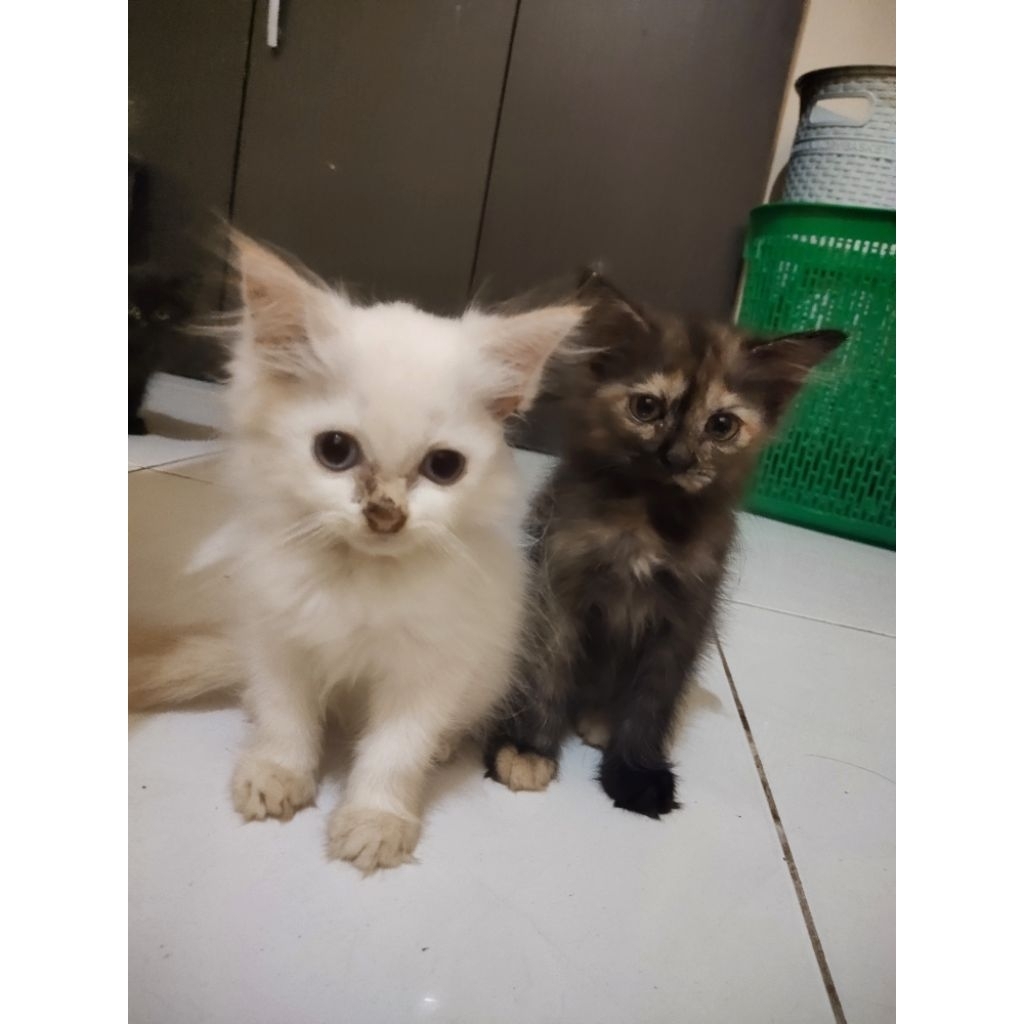 Lepas Adopsi 2 Kucing Persia Kitten betina dan jantan warna langka lucu banget