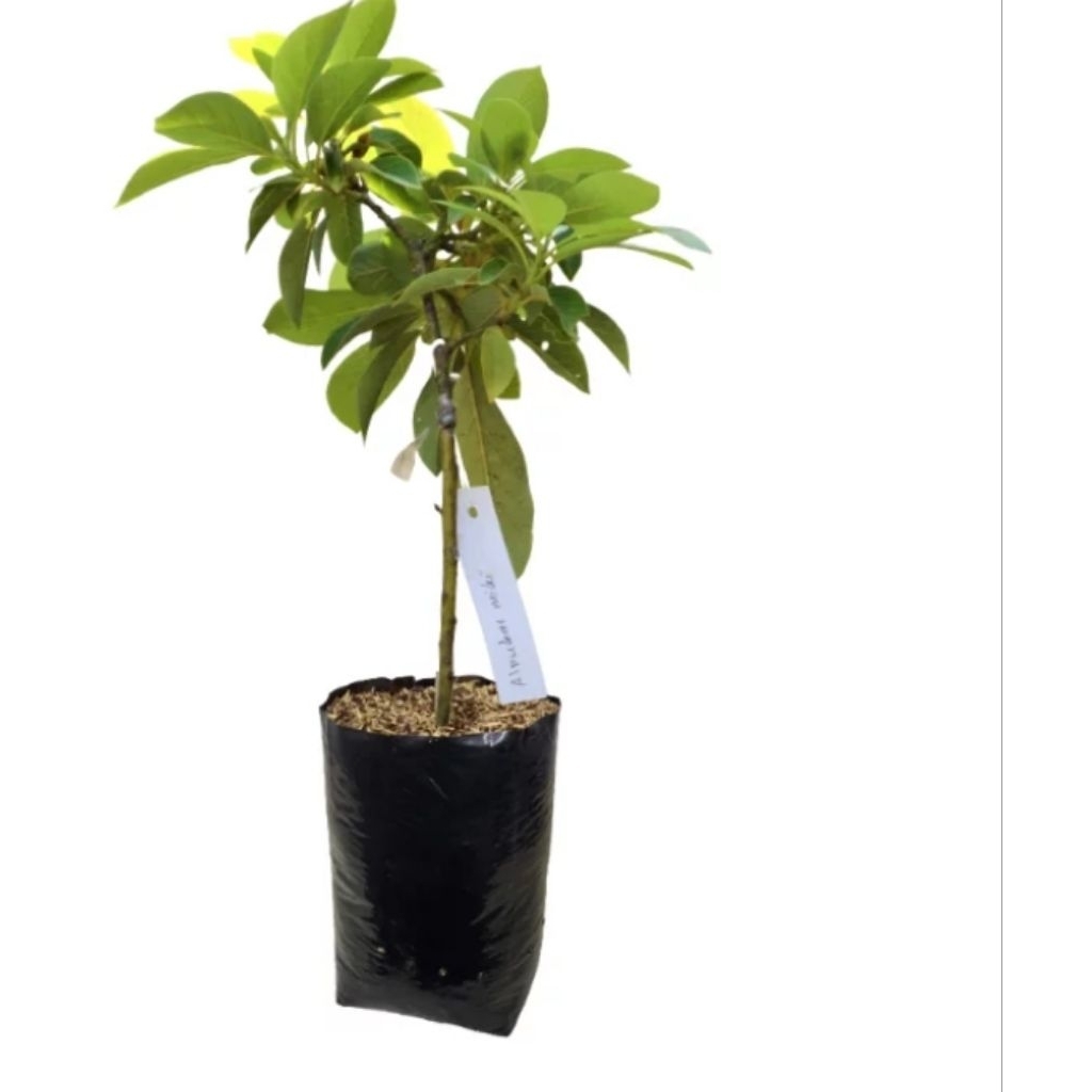 Bibit alpukat Miki up 1 meter