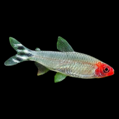 ikan hias Red nose tetra | ikan aquascape air tawar | ikan hias aquascape