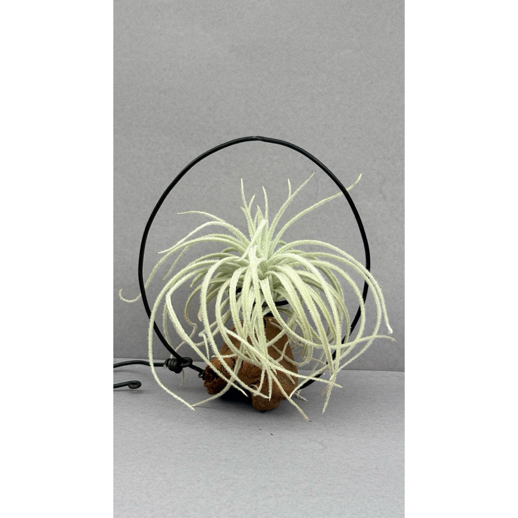 Gantungan Tilandsia (Bulat kecil) kawat hitam kayu pernis