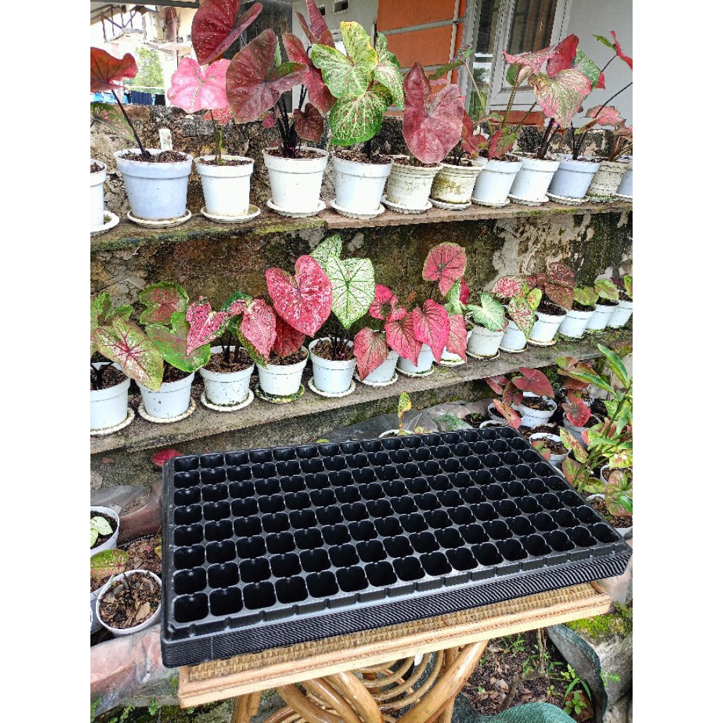 Tray Semai 128 Lubang