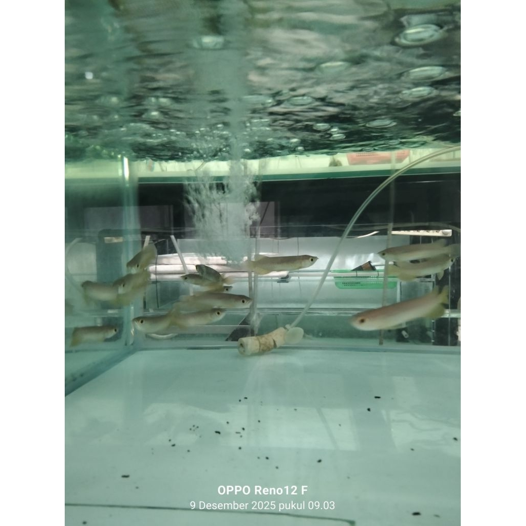 Berkah Jumat GoldenRed HB 8-9cm Lengkap