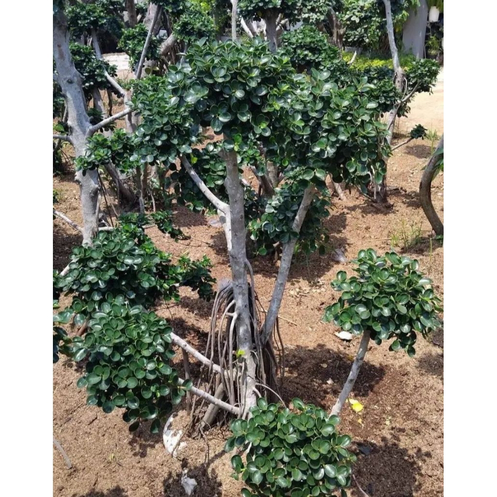 Pohon bonsai beringin korea