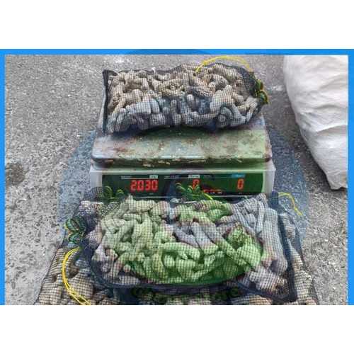 karang jahe media filter plus waring isi 2kg / karang jahe media filter kolam / karang jahe media fi