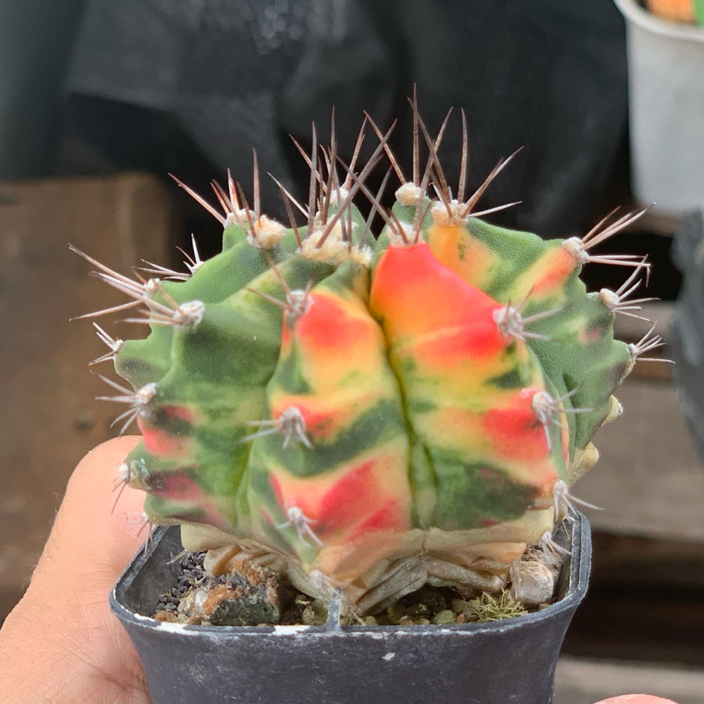 Defect | Gymno Miha Hybrid Var ( kaktus gymnocalycium mihanovichii varigata kaktus belajar tanaman h