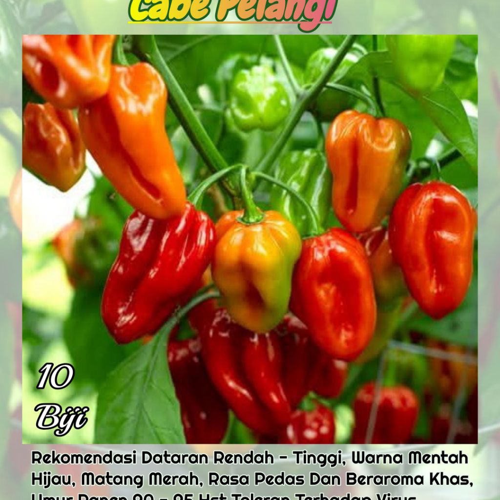 10 Biji Cabe Pelangi  / Cabe Rainbow | Benih Cabai Perangi / Cabai Pelangi / Cabai Rainbow