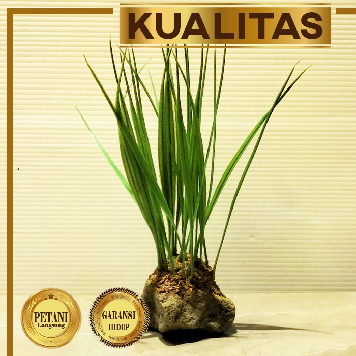 Tanaman Plastik Acorus Hiasan Aquarium Ikan Hias Aquascape Air Tawar