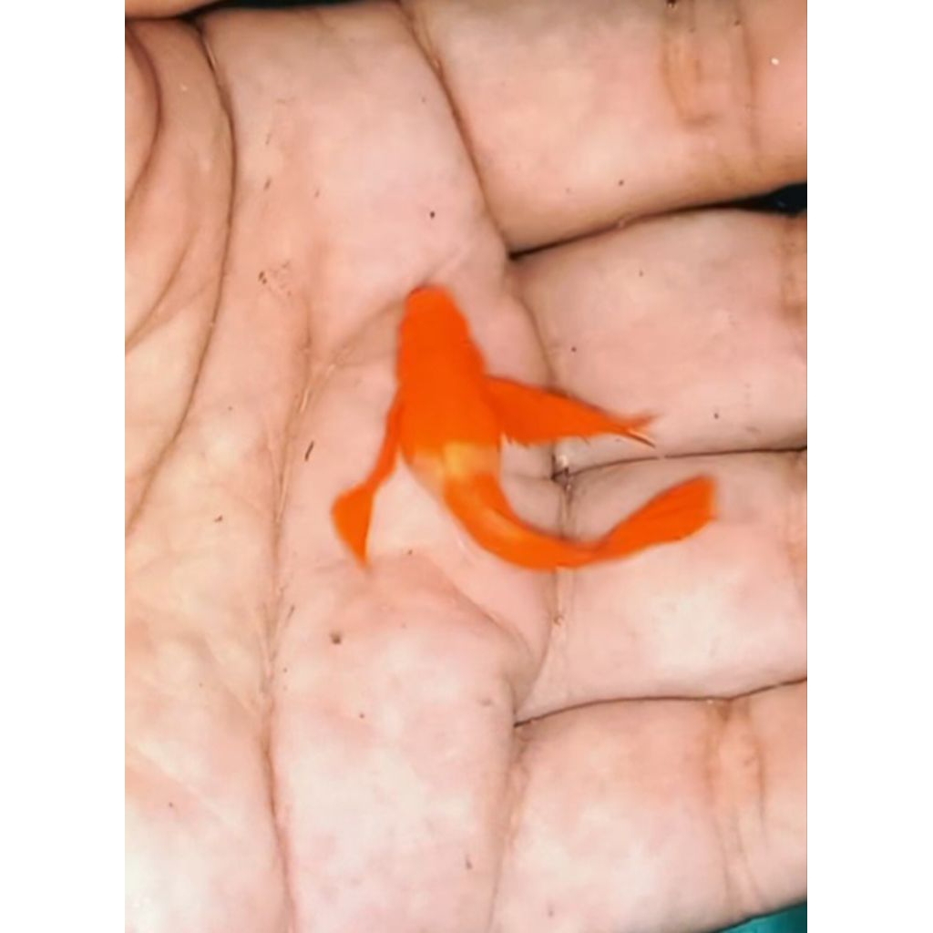 Perlengkapan Albino Koi Ribbon Long Red Ear Fin C