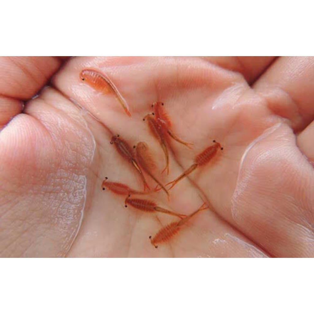 artemia hidup sudah menetas