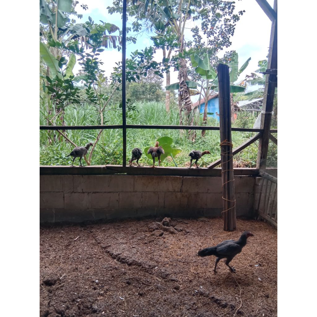 AYAM KAMPUNG ASLI HIDUP DAGING FRESH