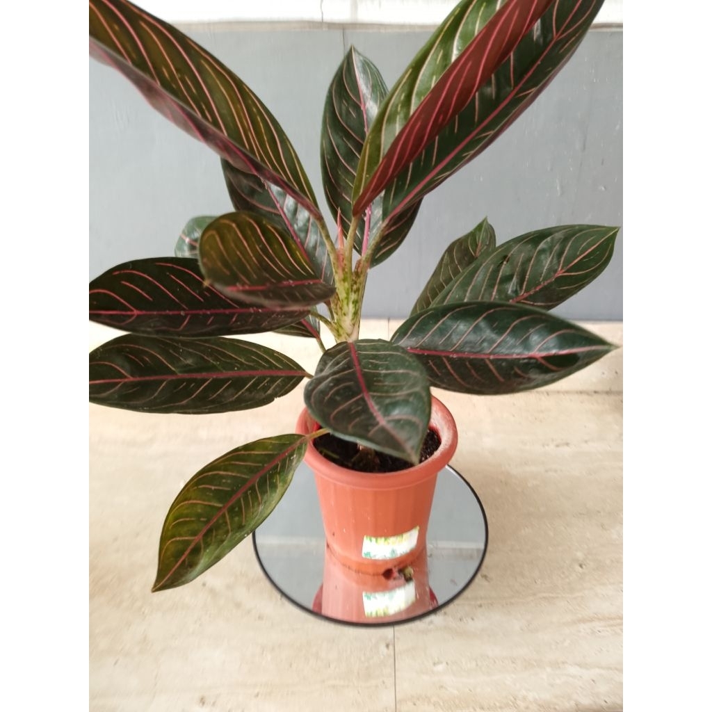 Anglonema black Pride of Sumatra (Black pos)