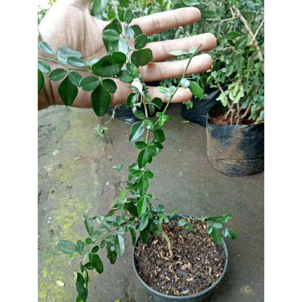 bibit bonsai jeruk kingkit hasil semai biji