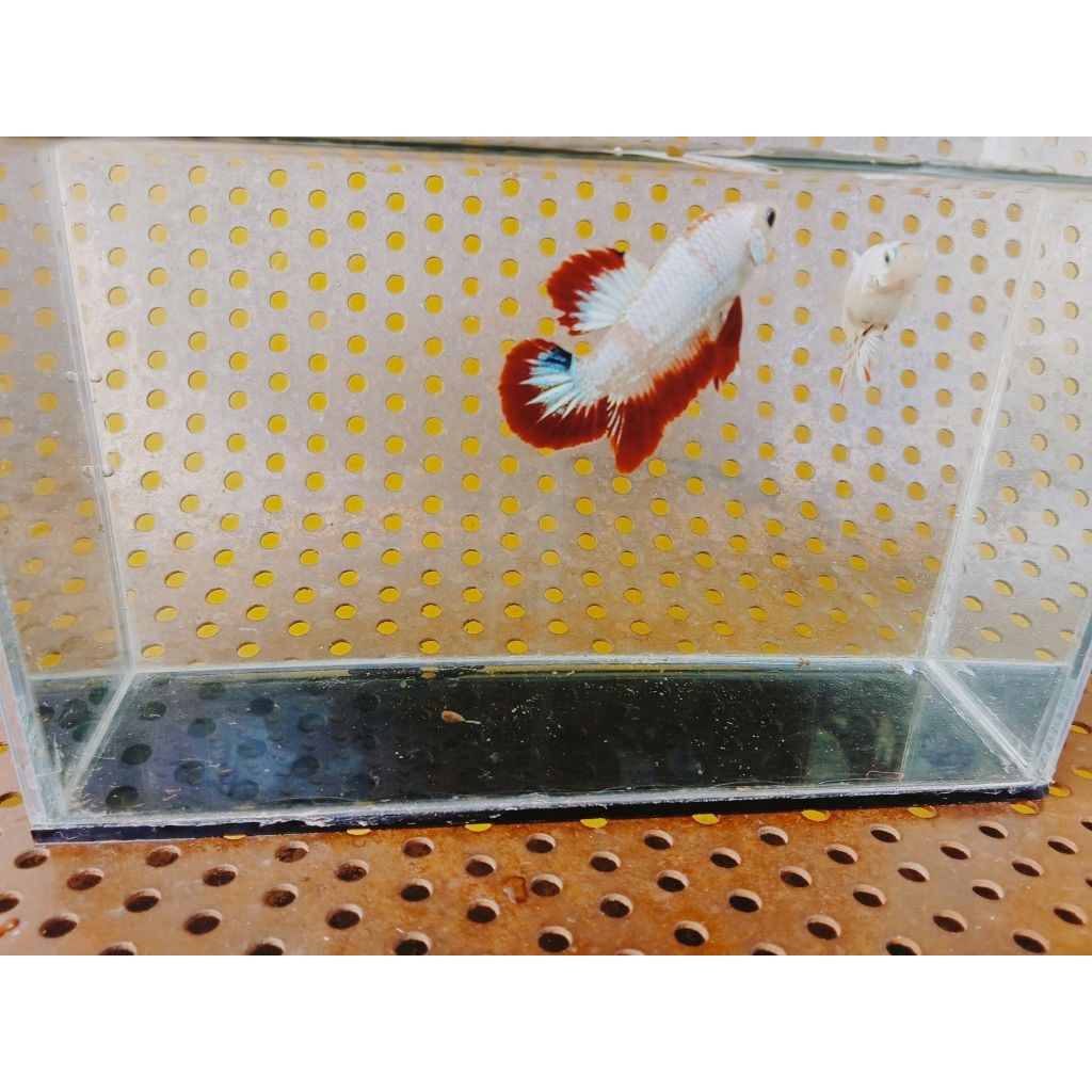 Ikan Cupang Aduan MDS Lokal Size M - Warna Acak, Sehat, Siap Adu