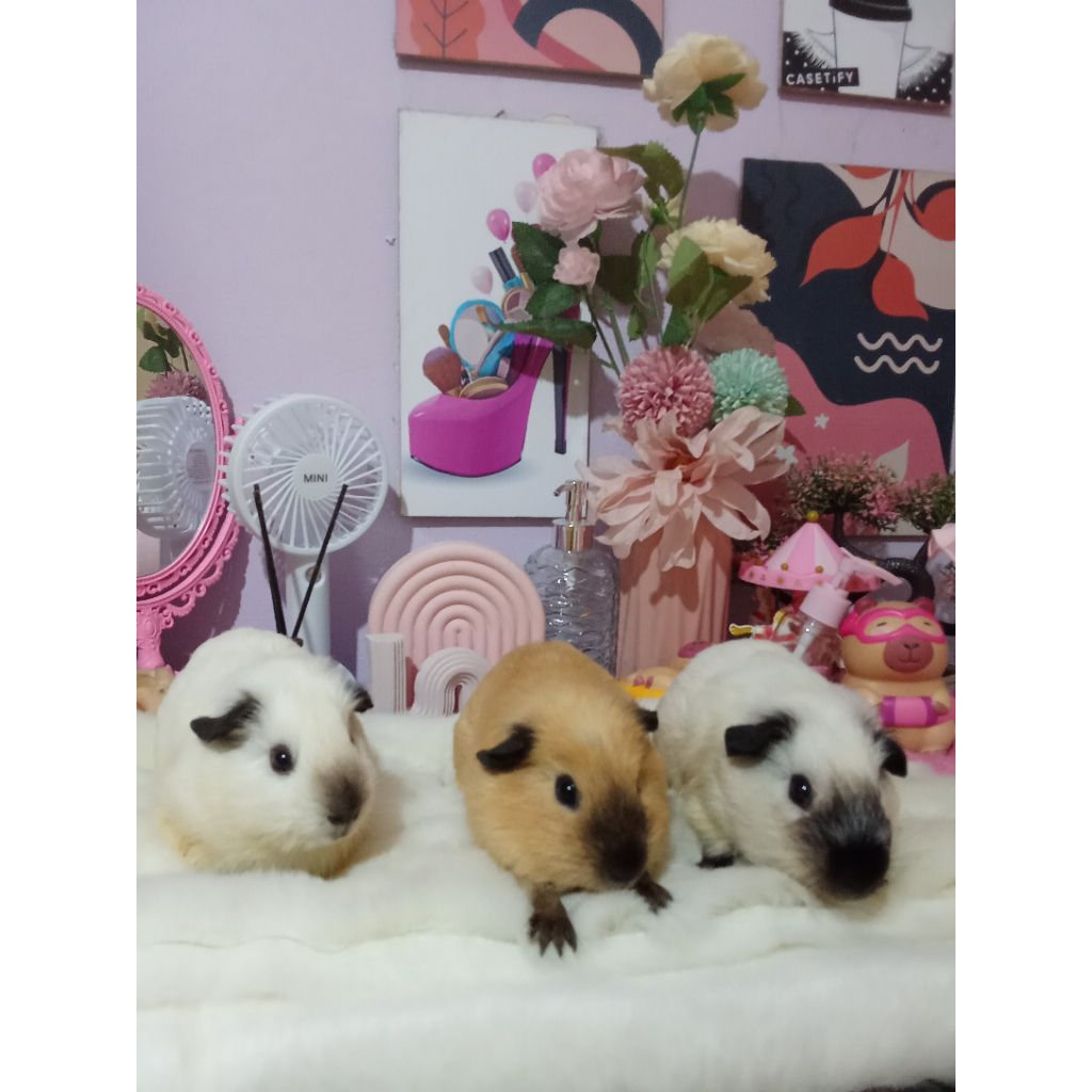 Marmut California Betina Guinea Pig Marmut Hias