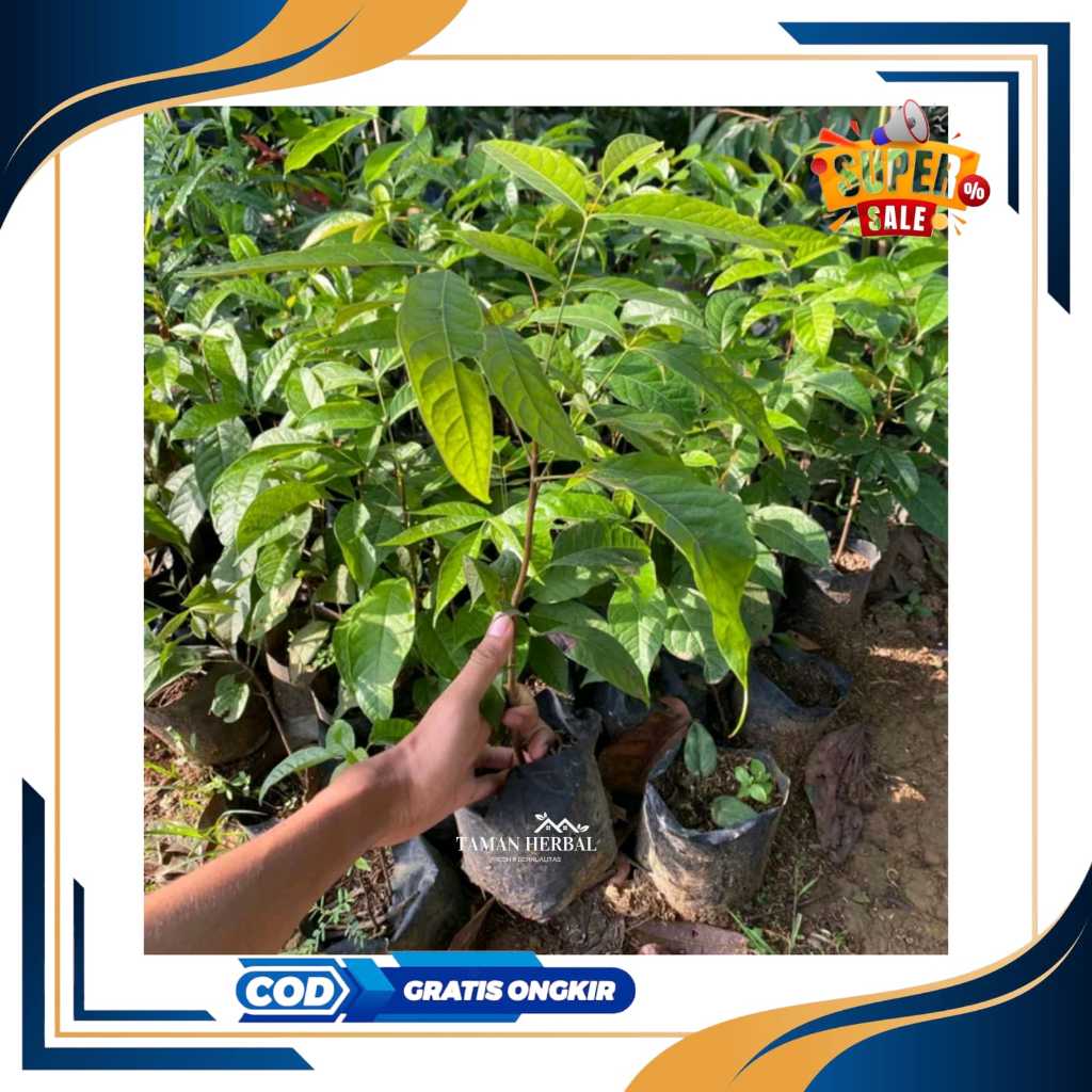 Bibit mahoni - bibit kayu mahoni siap tanam