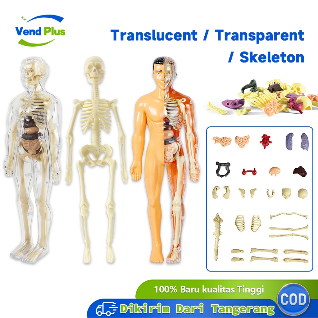 Human Body Anatomy Torso Model Mainan Dokter Organ Tubuh Manusia Alat Praktek Kedokteran