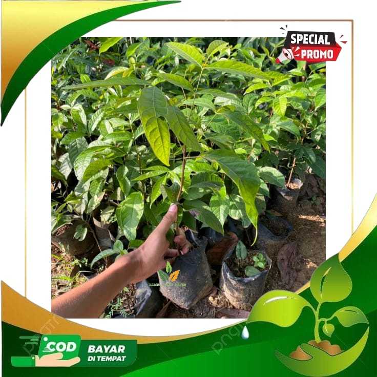 Bibit mahoni - bibit kayu mahoni siap tanam