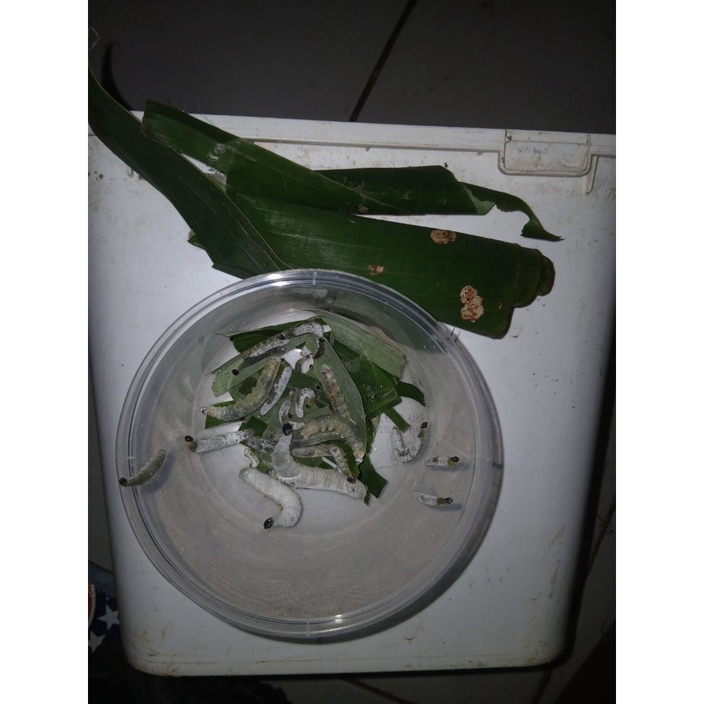 umpan galatama bawal ( ulat pisang )